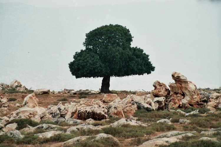 עץ האלה העתיק