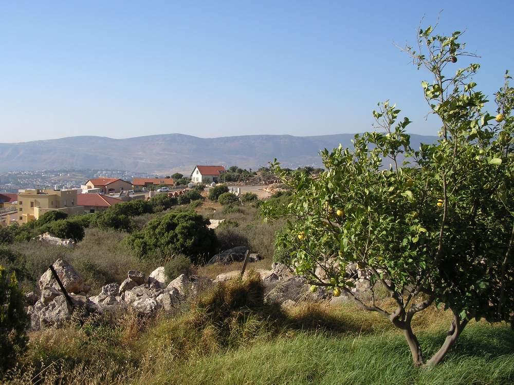 גינה אשחרית