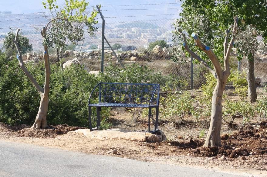 איש תחת זיתיו
