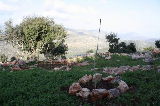 נטיעת עץ תאנה לזכר רועי ויינברג