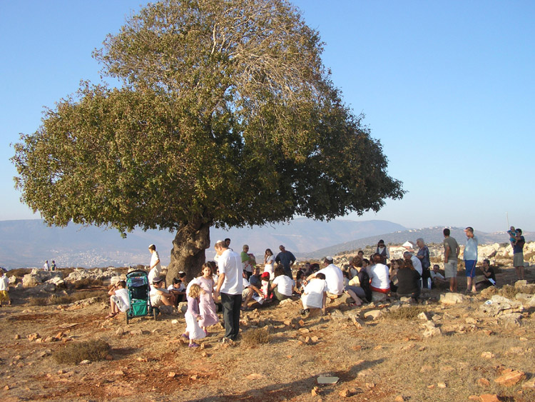 קבלת שבת מתחת עץ האלה