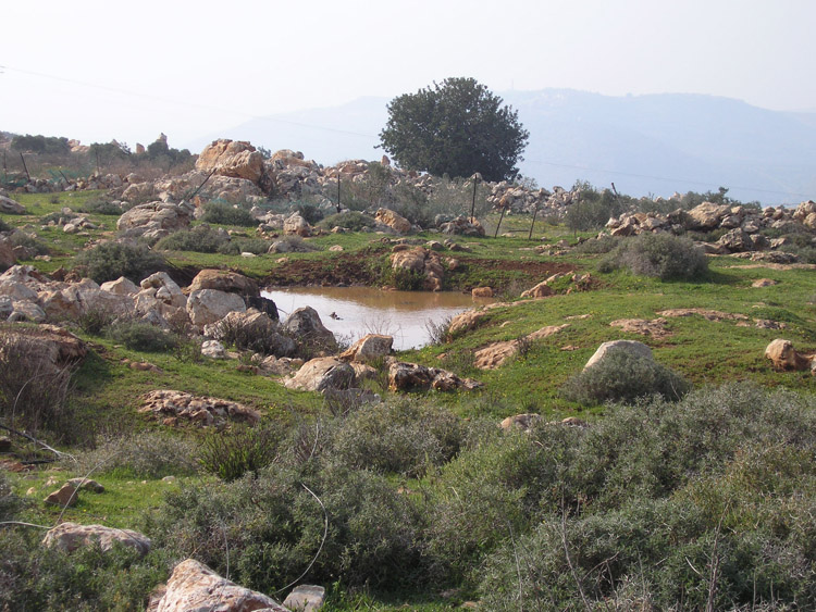גלריה טבע באשחר